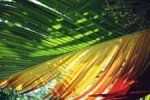 Palmblad met kleuren.jpg